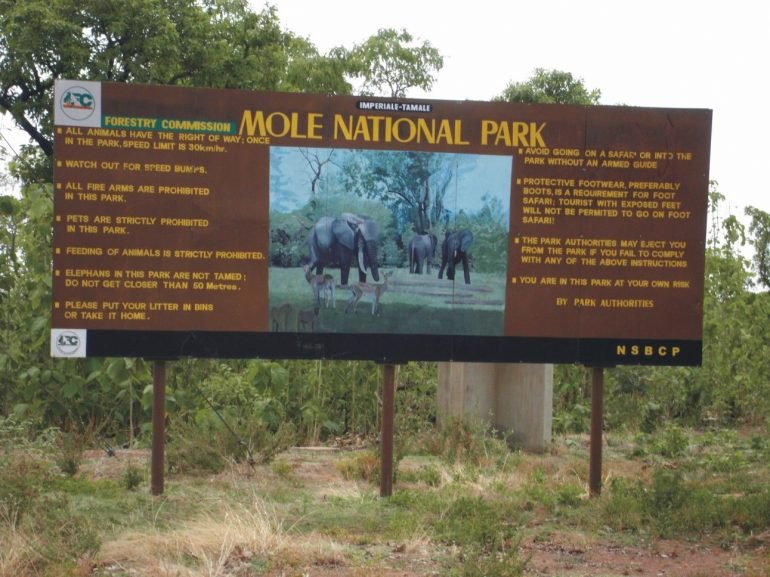 Two different cat species detected at the Mole National Park - GH-Aviation