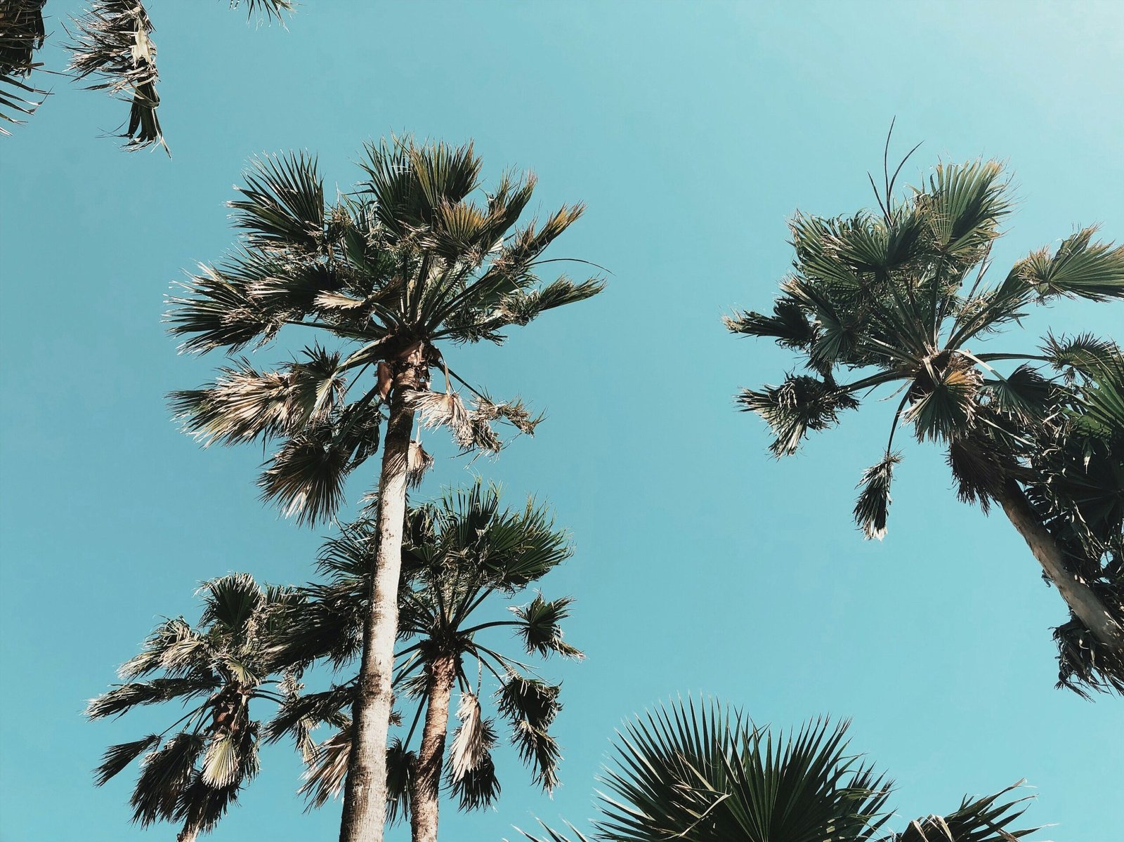 low-angle photography of palm trees